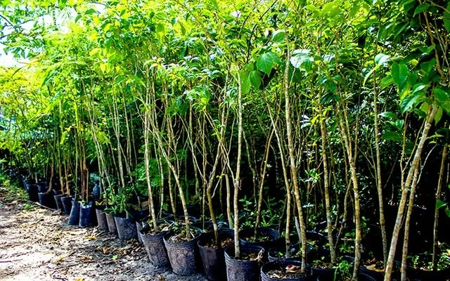 Imagem ilustrativa de empresas que fazem compensação ambiental
