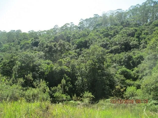 Imagem ilustrativa de laudo de caracterização da vegetação da propriedade