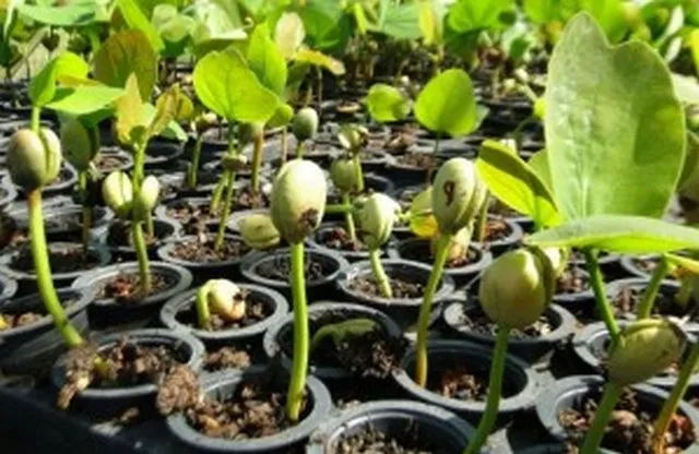 Imagem Ilustrando ENV Imagem Ilustrando ENV